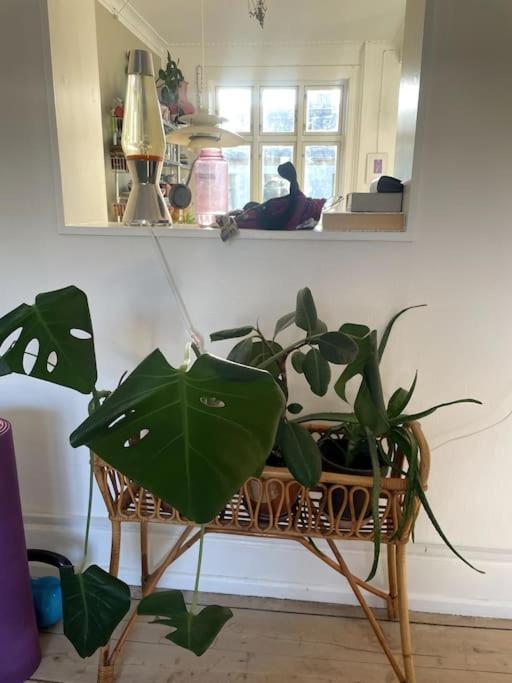 The Heart Of Norrebro Apartment, Sleeps 4 People Apartment