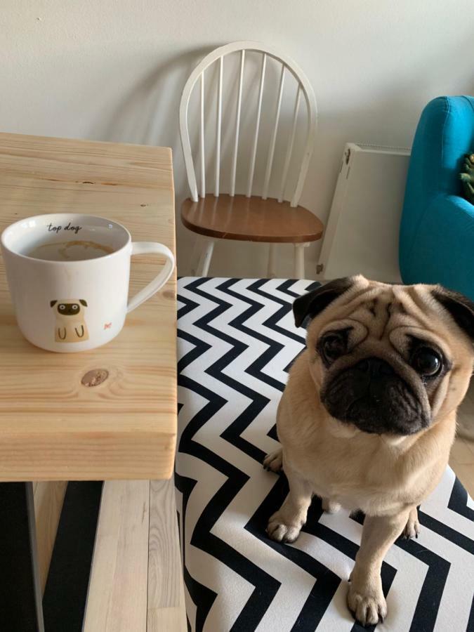 Hospedagem domiciliar Cute Pug Guest