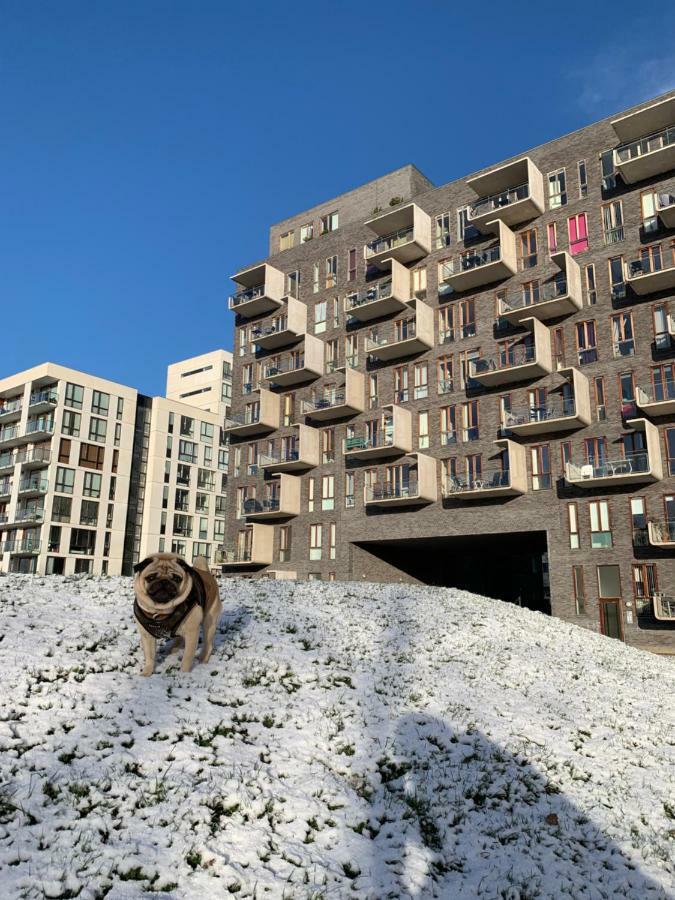 Cute Pug Guest Hospedagem domiciliar *
