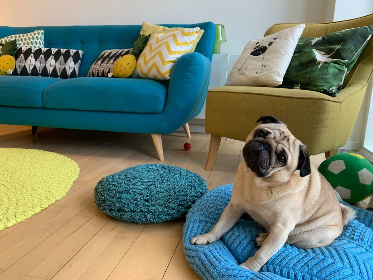 Hospedagem domiciliar Cute Pug Guest *