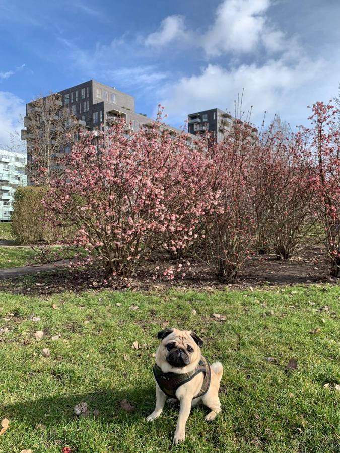 Hospedagem domiciliar Cute Pug Guest Copenhaga