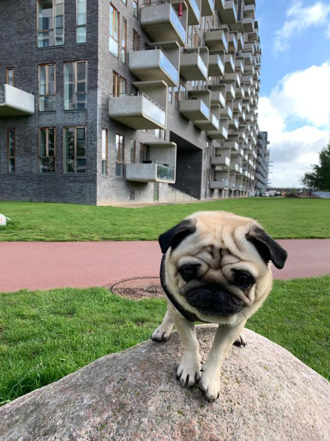 Cute Pug Guest Hospedagem domiciliar Copenhaga
