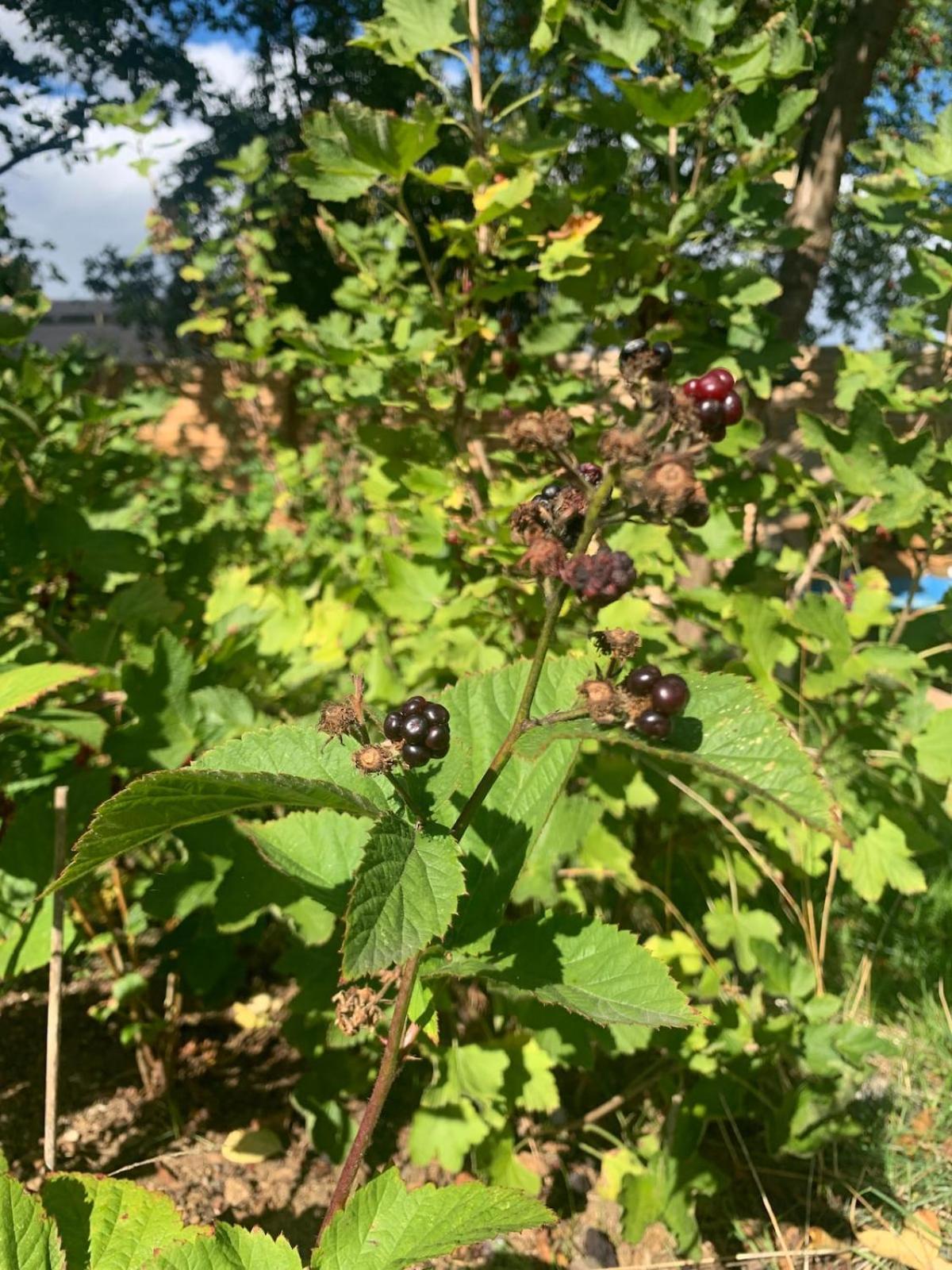 Lovely With Children's And Edible Garden Pousada Copenhaga
